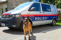 Спецодежда для собак: австрийским овчаркам выдали ботинки для защиты от жары